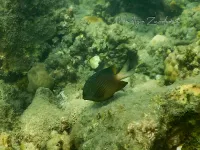 Yellowtail Damselfish [Microspathodon Chrysurus]